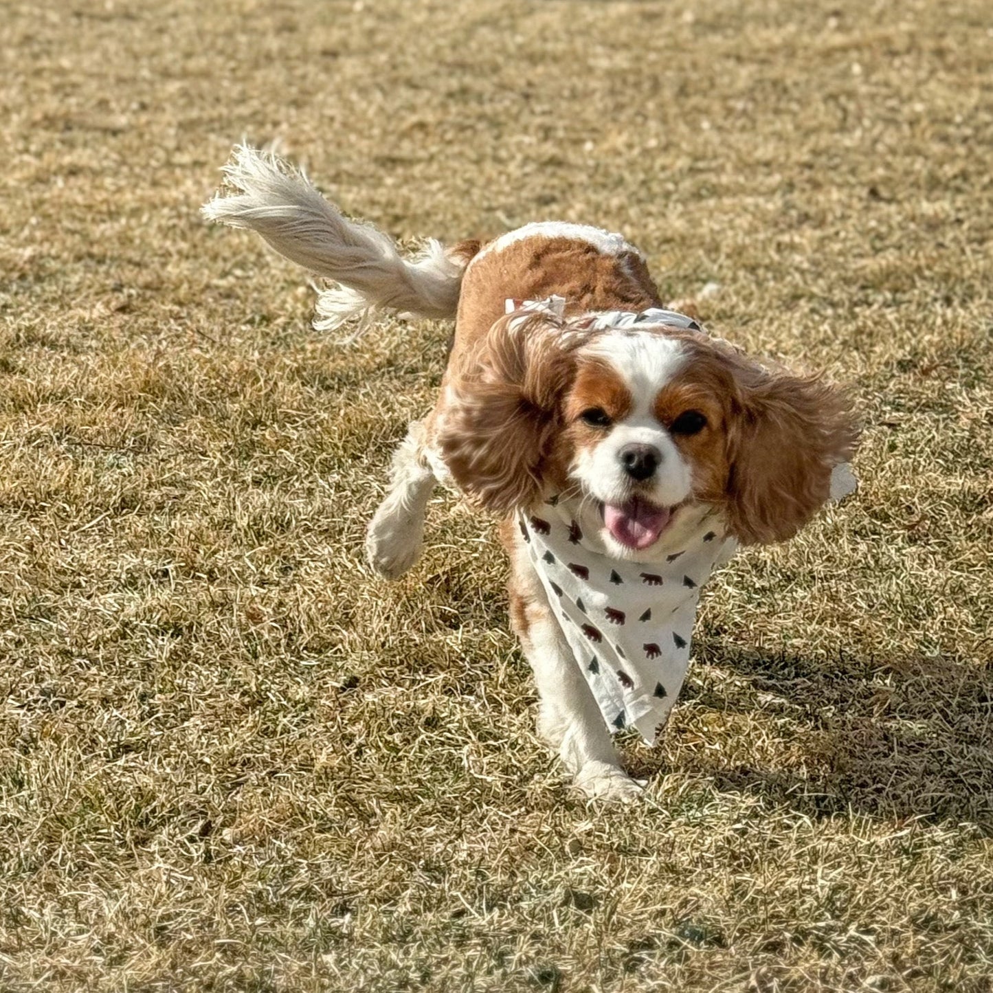 It's Goin' Down Fur Real Dog Bandana