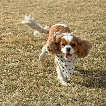 It's Goin' Down Fur Real Dog Bandana